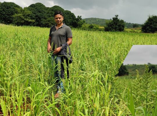 Barnyard Millet in Koraput